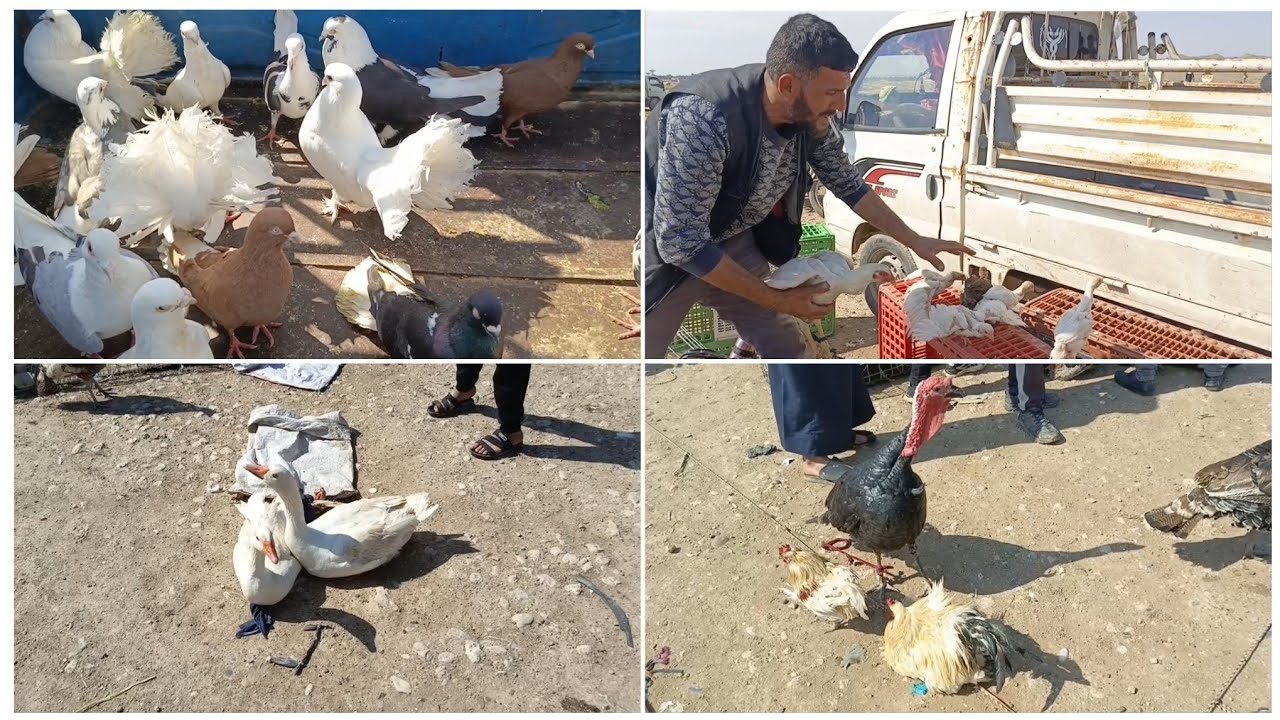 سوق الطيور-شرق سوريا-15نيسان»أسعار الدجاج وأنثى الحبش والصيصان»والغازي والأرانب.