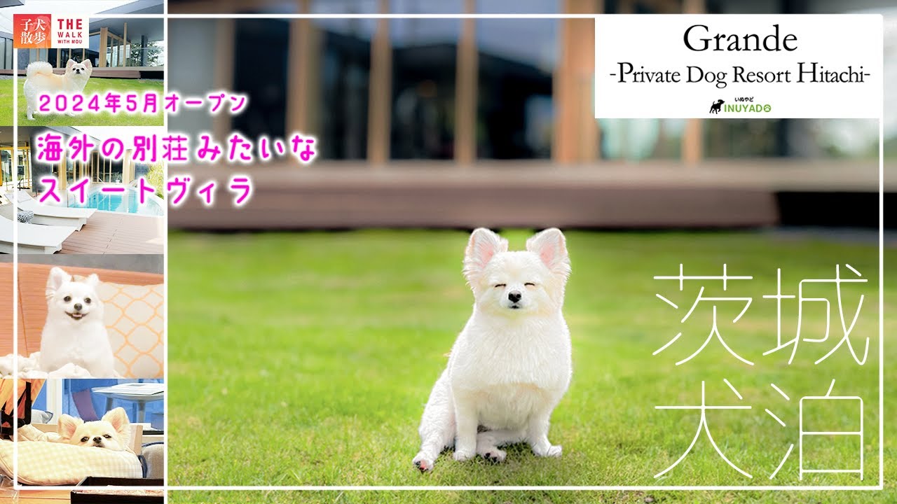 【茨城で犬泊】ドッグリゾート常陸🐕 茨城のスイート高級ヴィラに愛犬と泊まる