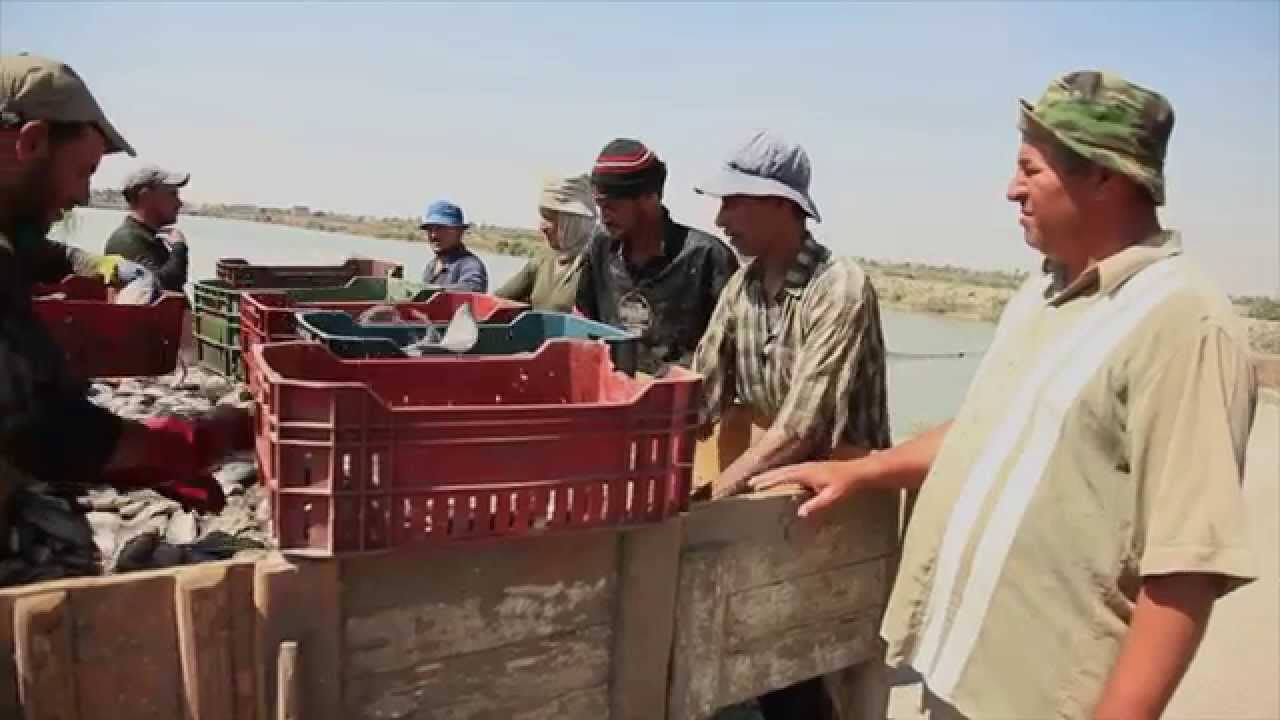 Egyptian fish farmers learn best aquaculture practices