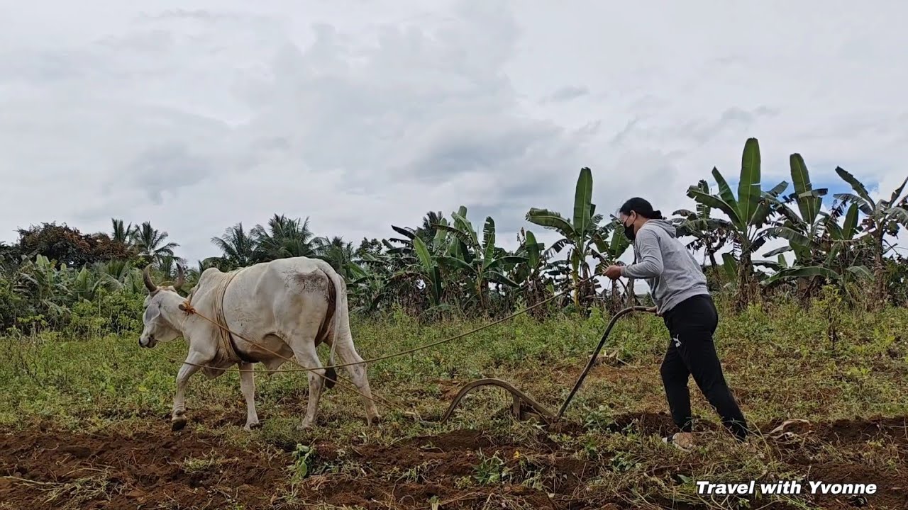 Ganito pala mag harvest ng kamote 🍠💪Lahat ng trabaho sa Bukid subokan natin. Yvonne Bautista 