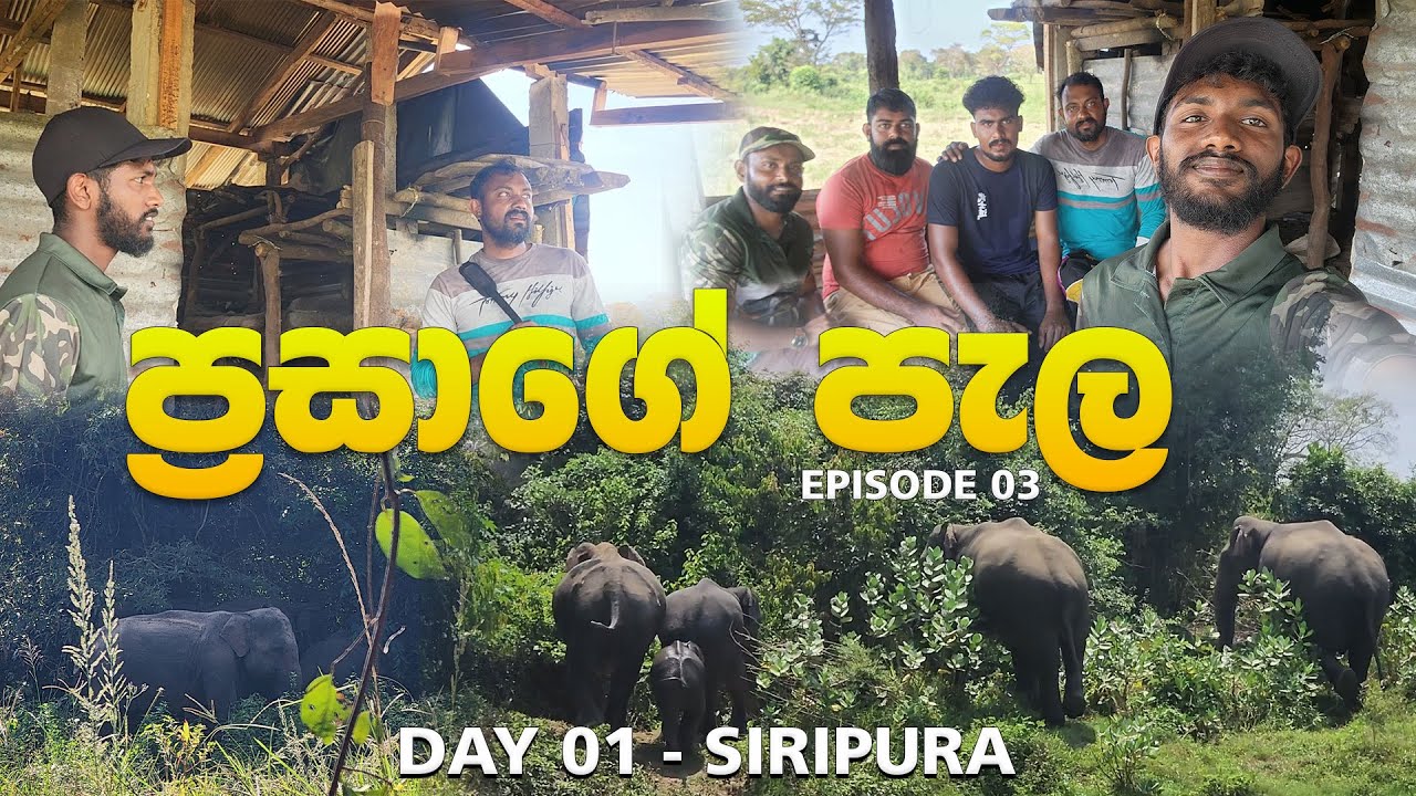 අත් හැරපු පැල් සොයා ගියා,ප්‍රසාගේ පැල 03 කොටස  | Athhera Pal Soya Giya ,Prasage Pala Episode 03