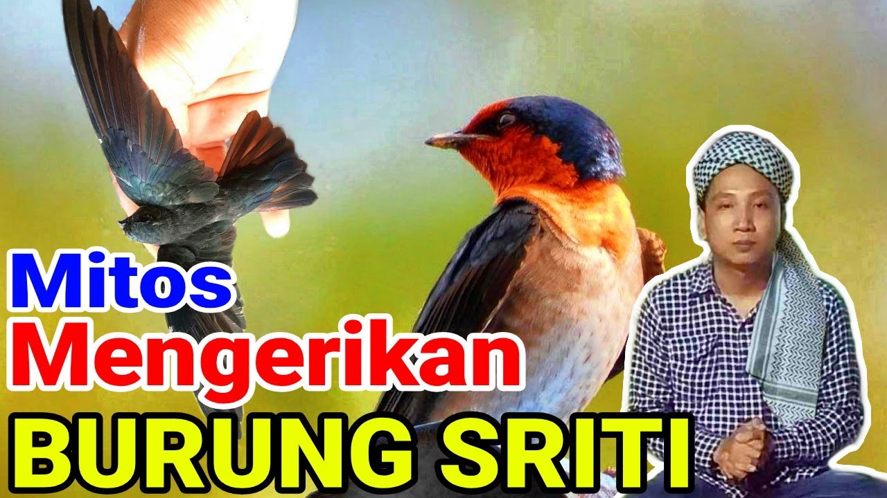 Mitos Mengerikan Burung Sriti yang Harus Kamu Tahu