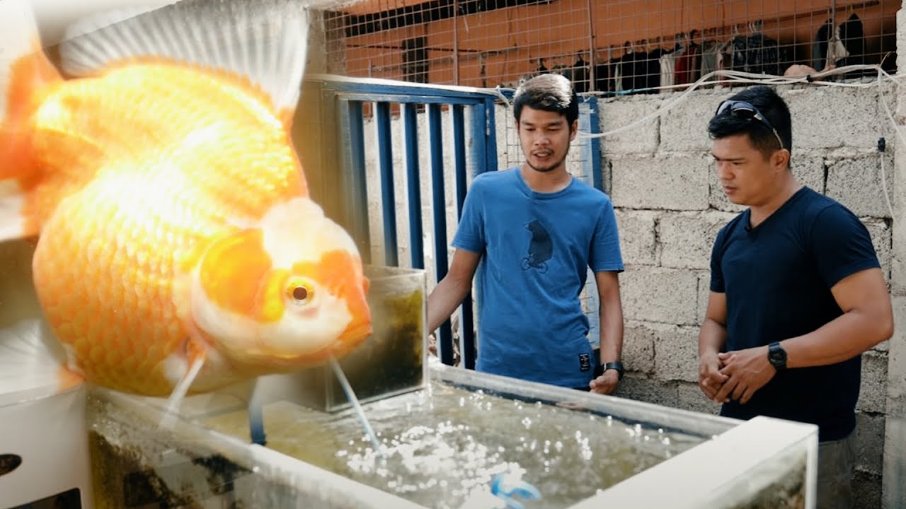FV VLOG #035: Importance of Sunlight & Warm Water in Grooming Goldfish