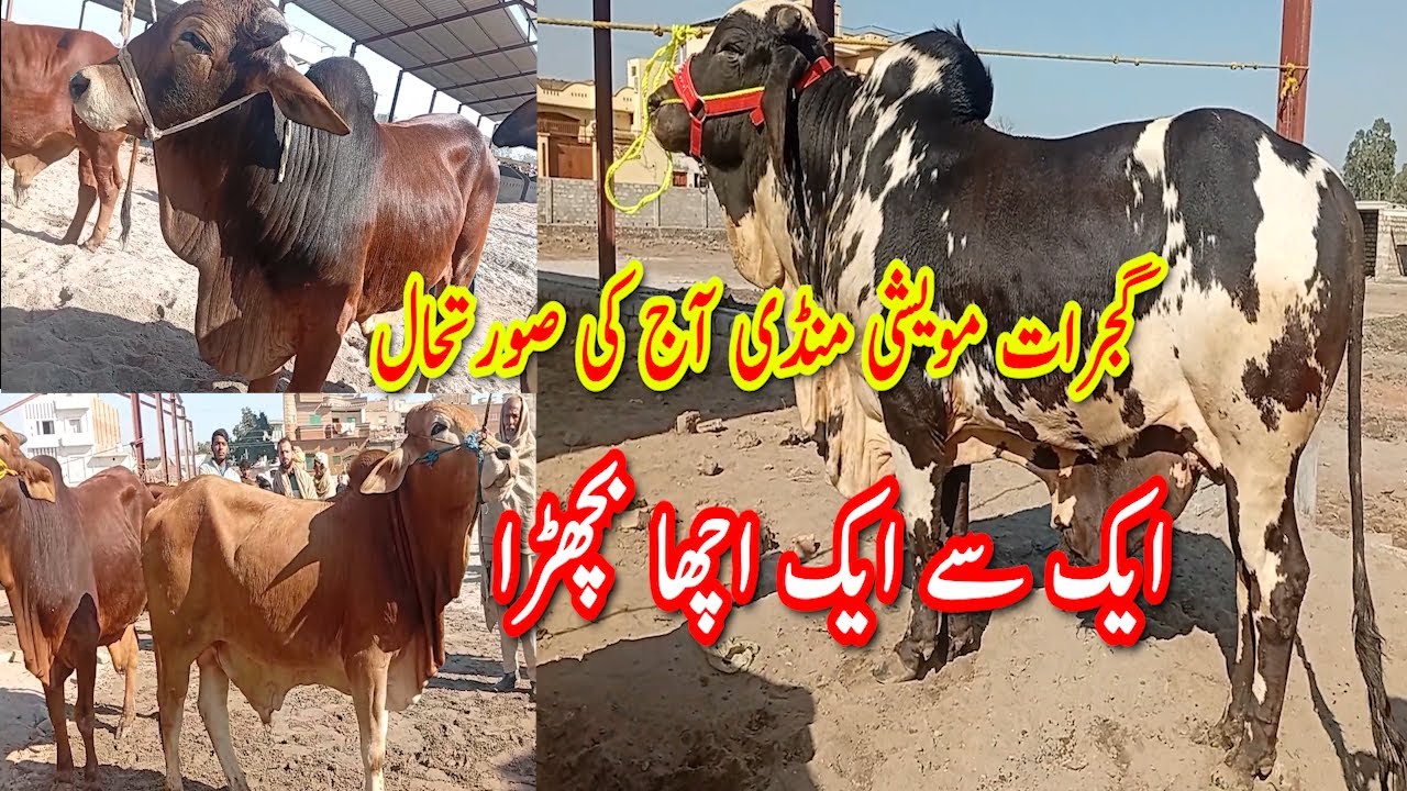Gujrat Maweshi Mandi ki Taza Tareen Surat Hal 7 February