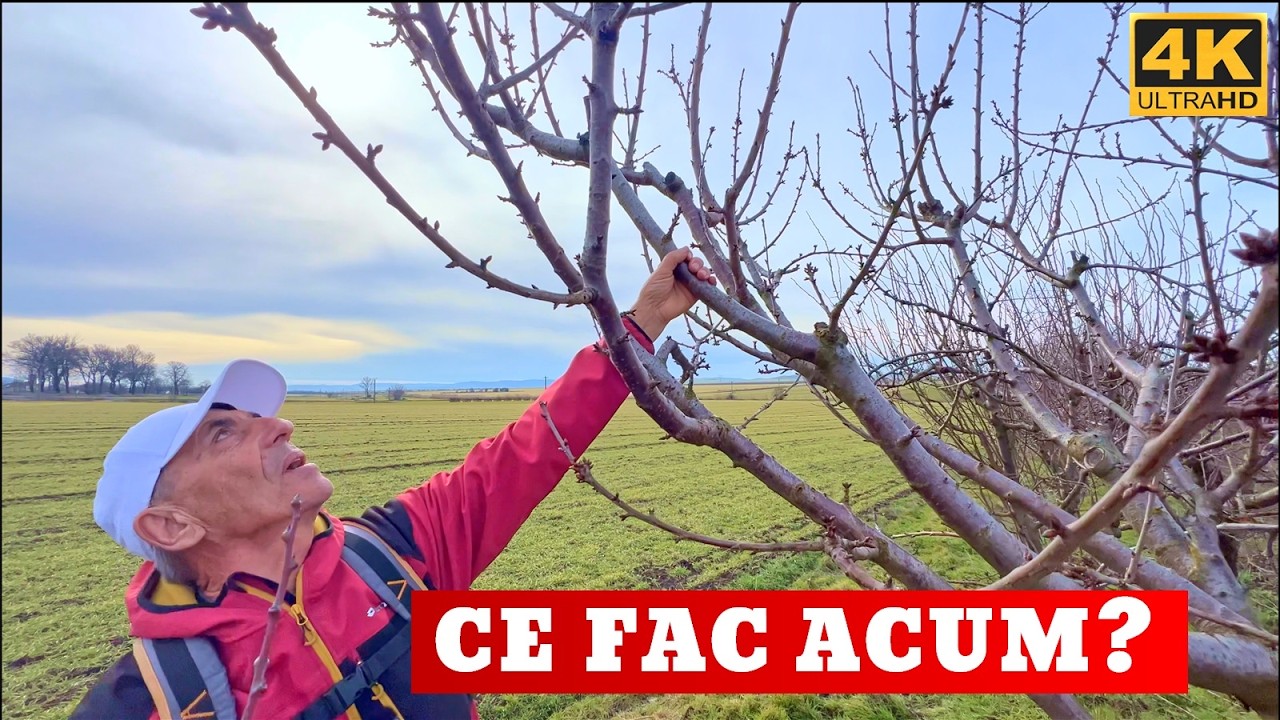 🍒✂️Полная обрезка вишневых деревьев – мы приближаем плоды к месту произрастания!🌳🍒