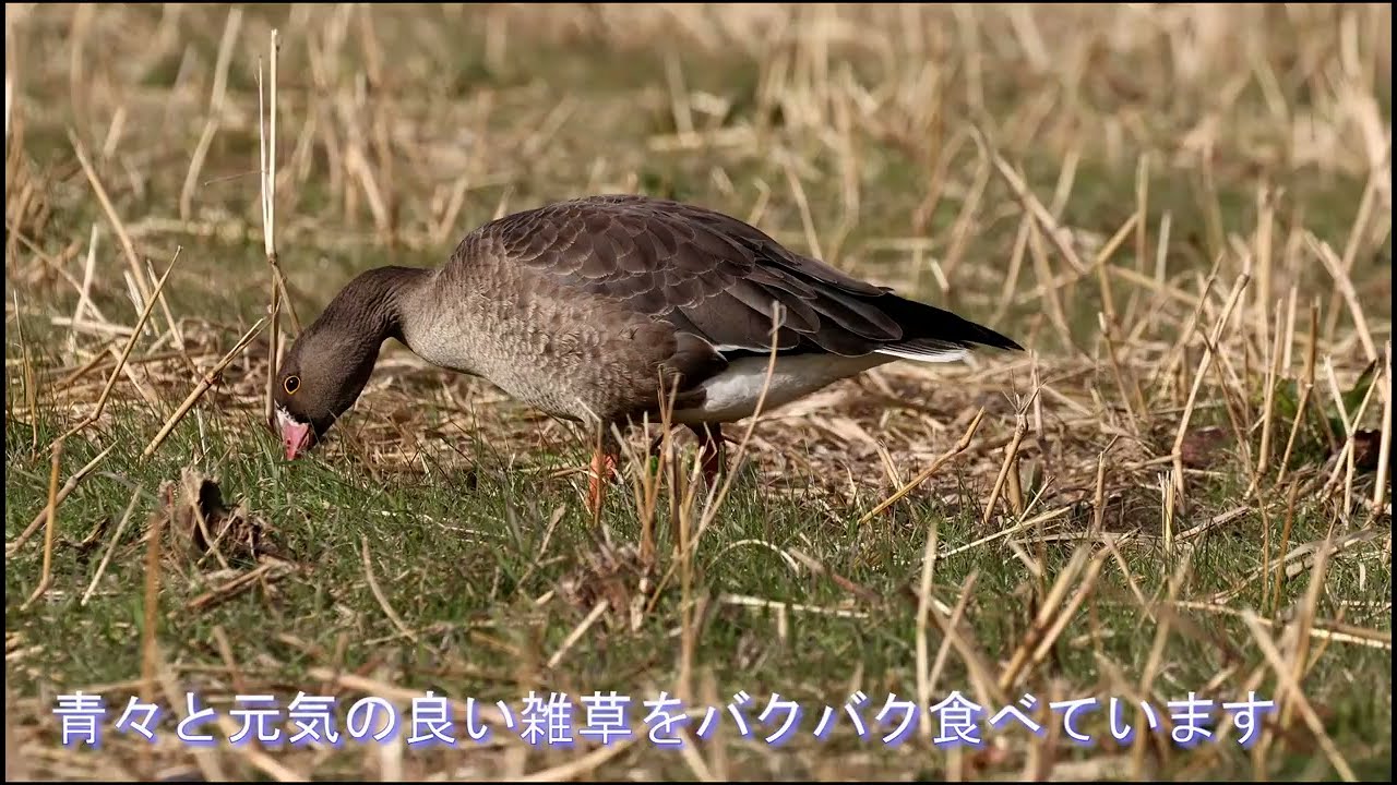 カリガネ幼鳥 緑色雑草の食事