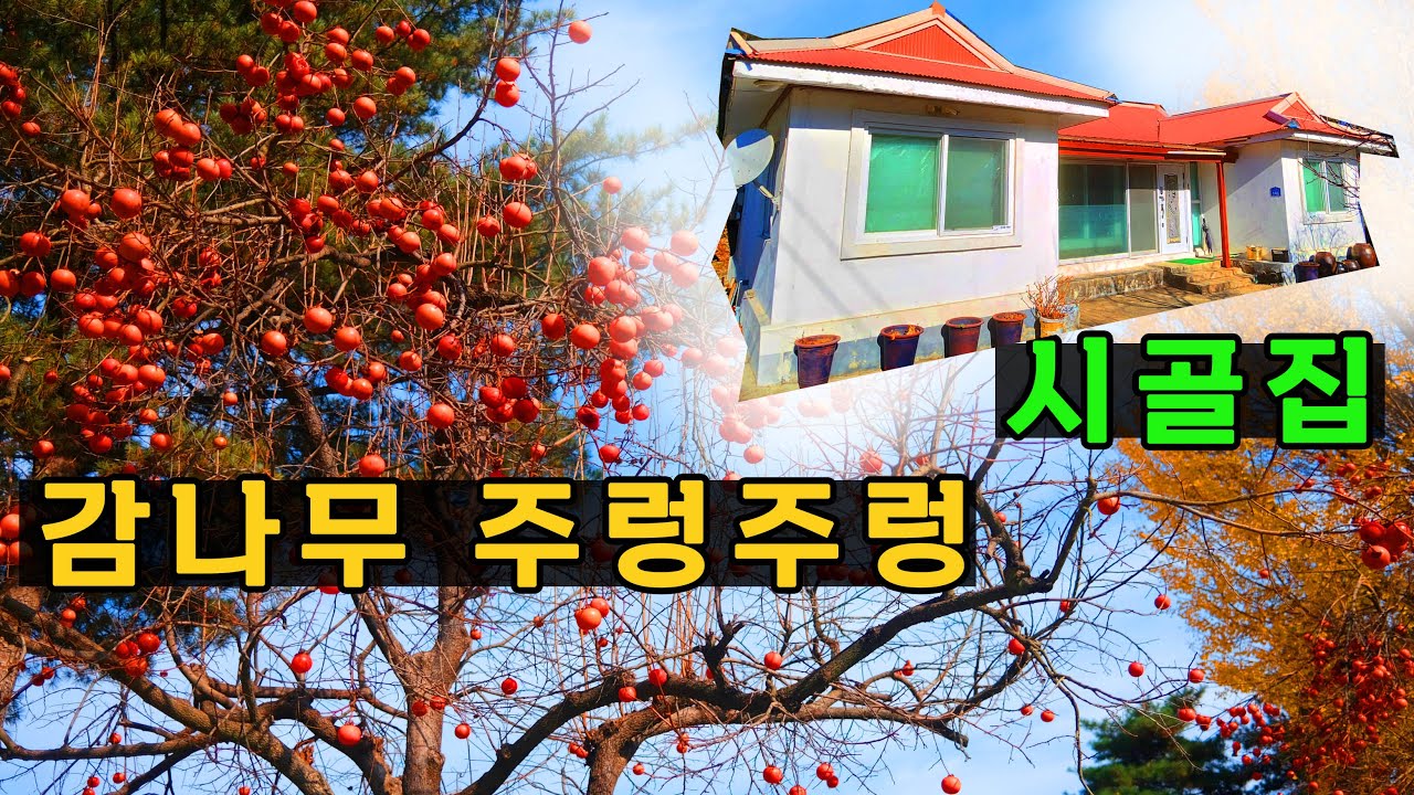 감이 주렁주렁 열리는 시골집인데 , 바닷가도 10분이면도착 한다고?