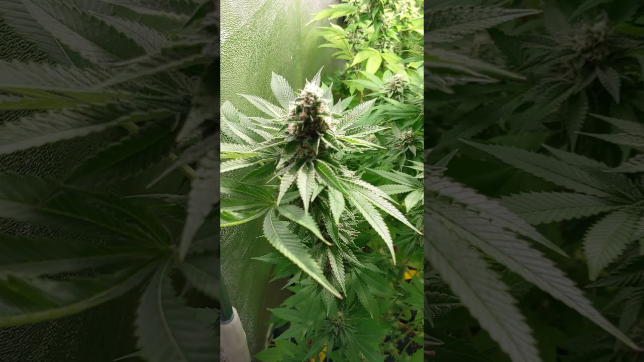 Blue gelato week 7 flower