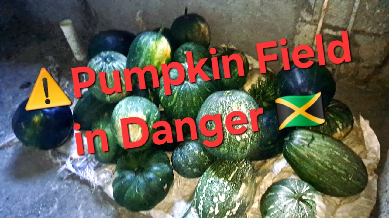😲Omg! “EMERGENCY Pumpkin Harvest!” Jah is the greatest #Fruitsfidiyutes #diy #fyp #farming #pumpkin 