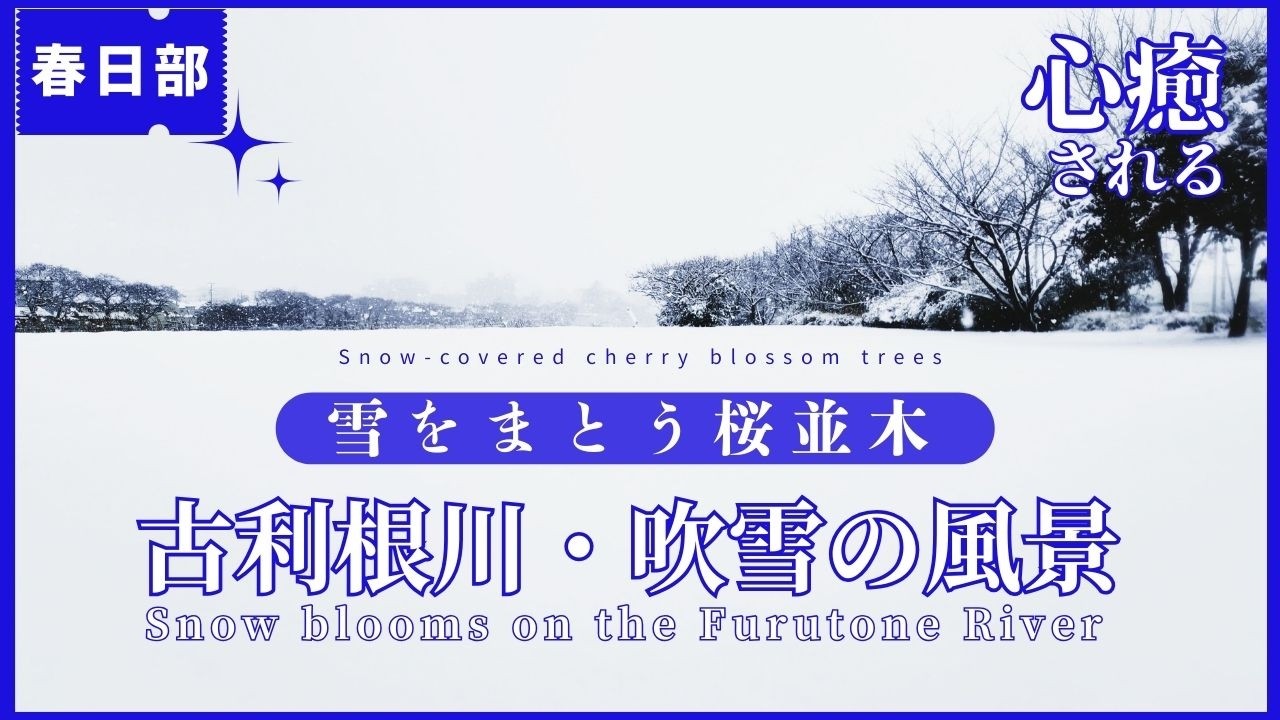 【2026年 大雪】❄️春日部・古利根川の吹雪を歩く｜きらめき通り〜古利根公園橋🌸桜が咲き始めていました(2月8日 AM7:00～10：00)｜kasukabe japan