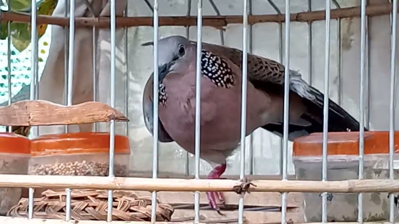 Son kèm mắc me 
