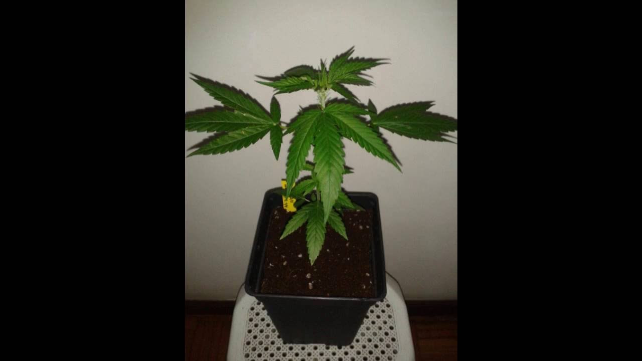 Auto Bubble Gum (00 Seeds Bank)