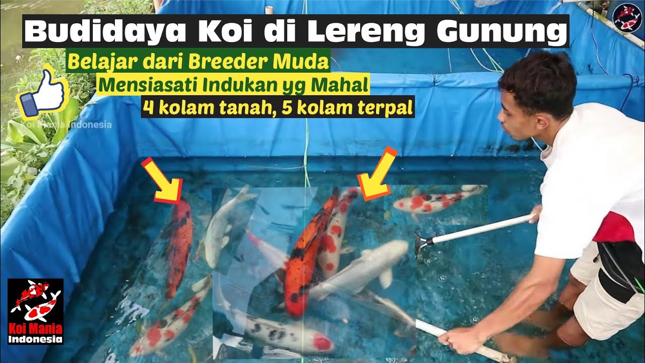 🔴 Budidaya Ikan Koi Di Lereng Gunung Muria