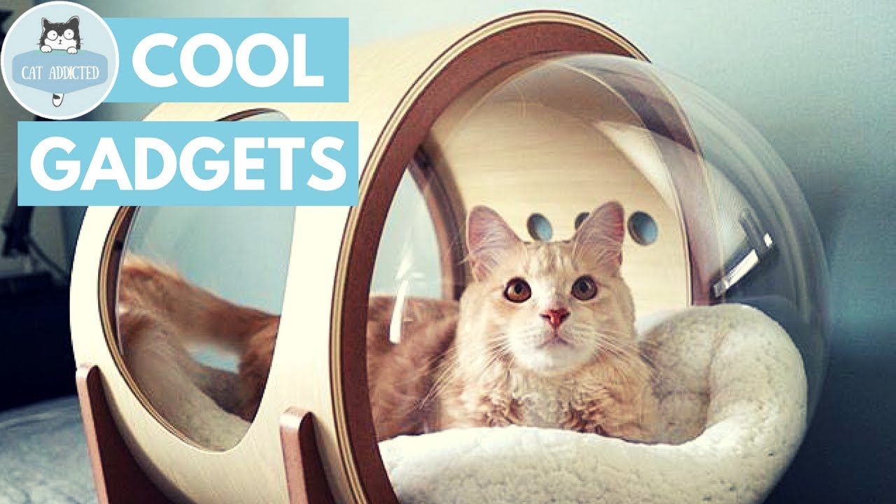12 Useful Gadgets For Cats