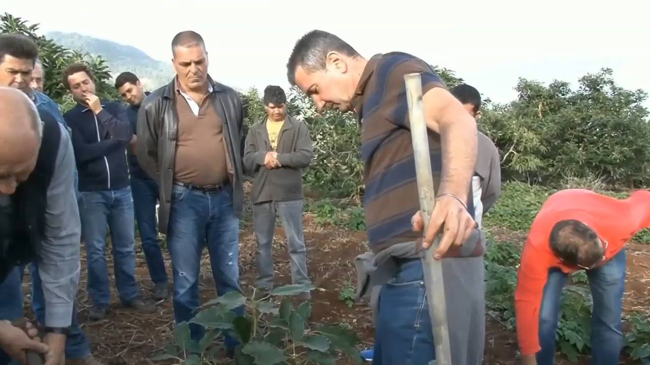 Rentabilidad y el manejo agronómico del aguacate  3