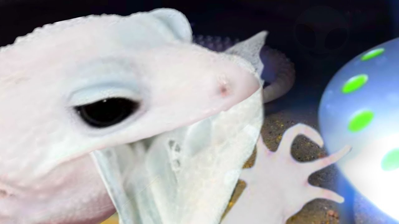 GECKO EATS ITS OWN SKIN!!! RARE FOOTAGE OF IT HAPPENING!! | BRIAN BARCZYK