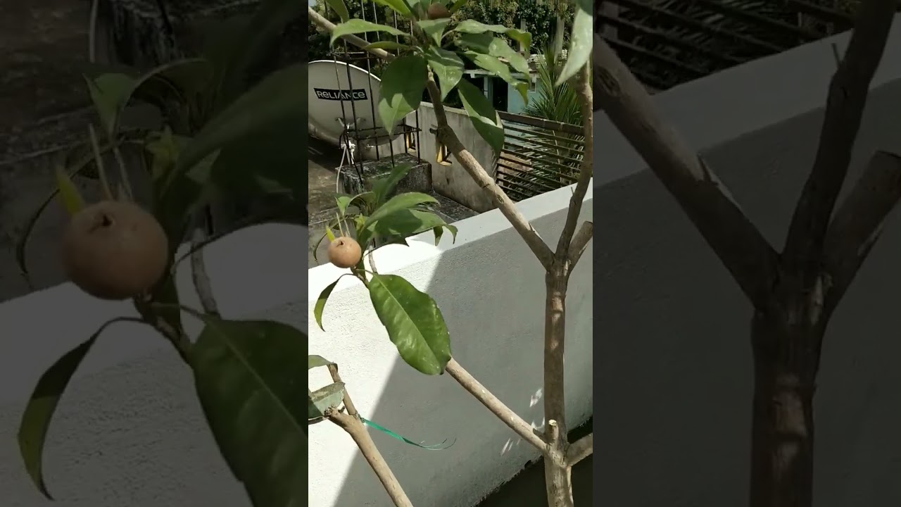 Do Regular Pruning & Training For Better Aeriation & Light In Sapota Plant