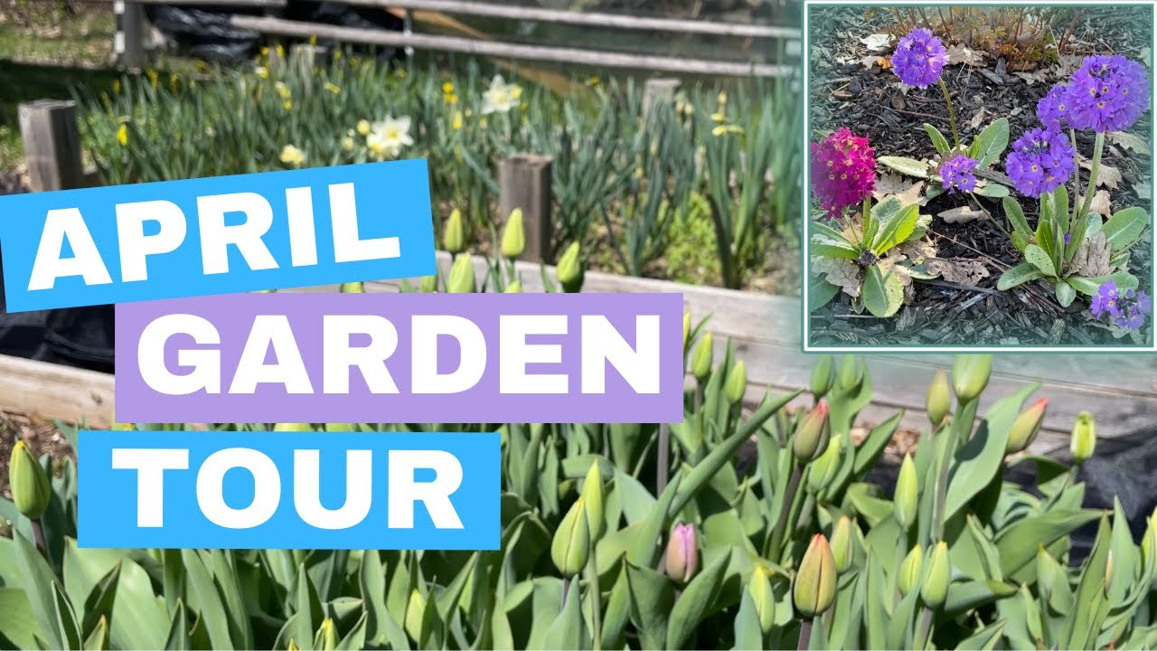 April Garden TOUR Zone 6 🌷 Spring Blooming Plants / Annual and Perennial and Spring Planting Update