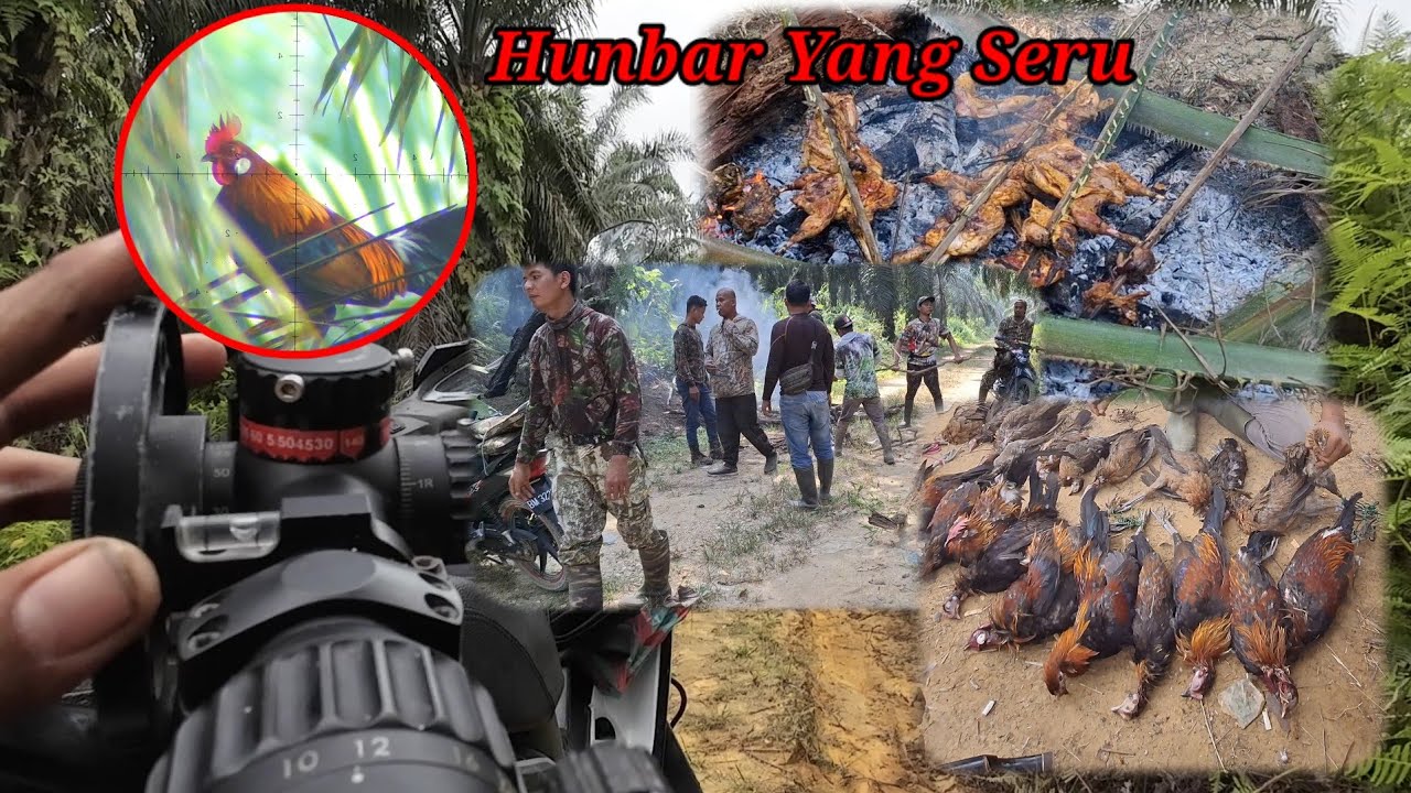 BERBURU AYAM HUTAN SAWIT Part 55 || Hunbar Yang Seru
