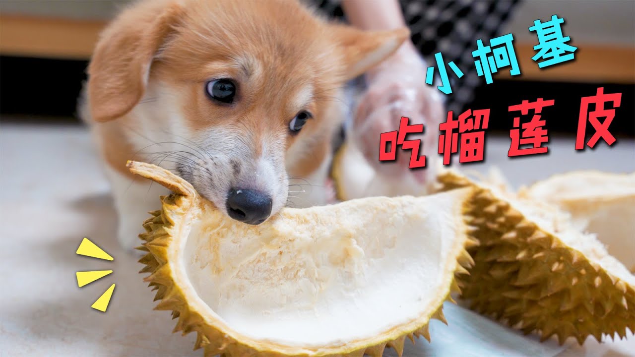小柯基第一次吃榴莲，居然狂啃榴莲皮！主人当场笑晕！