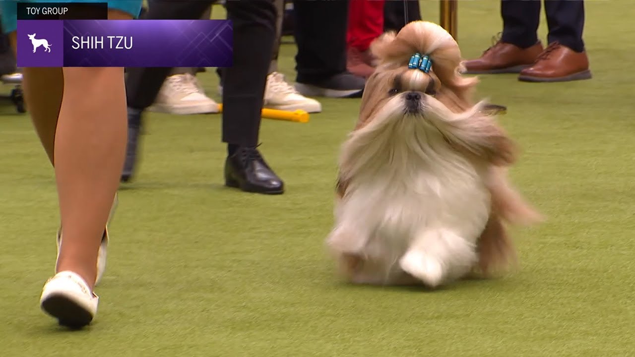 Shih Tzu | Breed Judging 2024