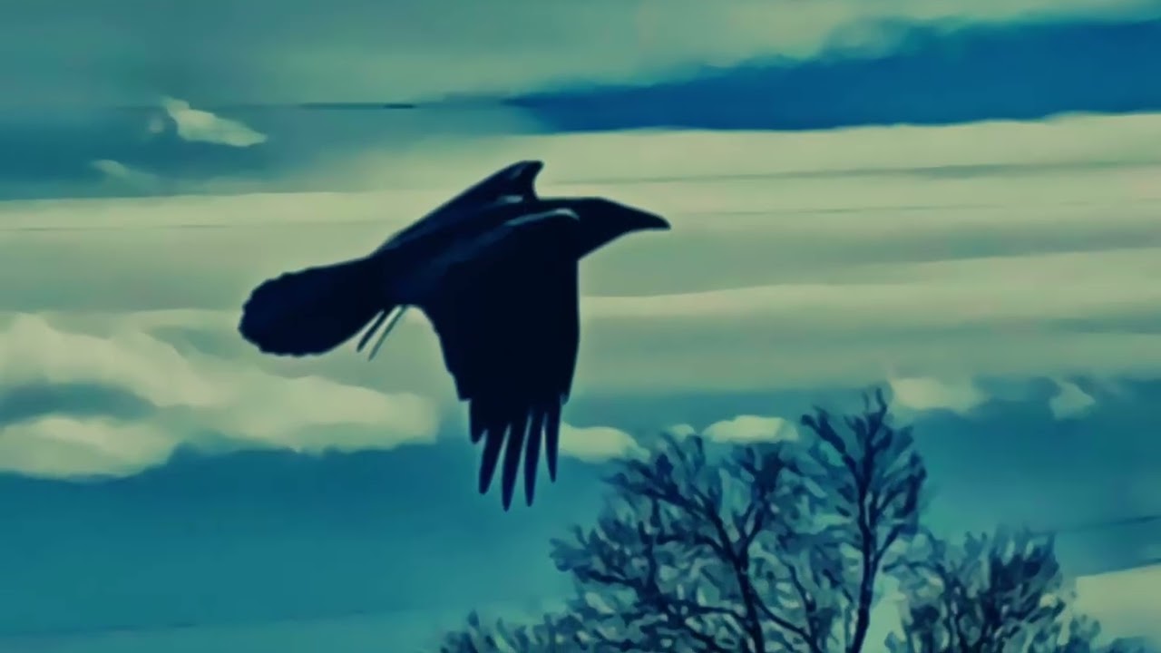 Where The Crow….TT T Shirts. Original Art. Music Credit goes to, Belladonna Strings. Epidemic Sound