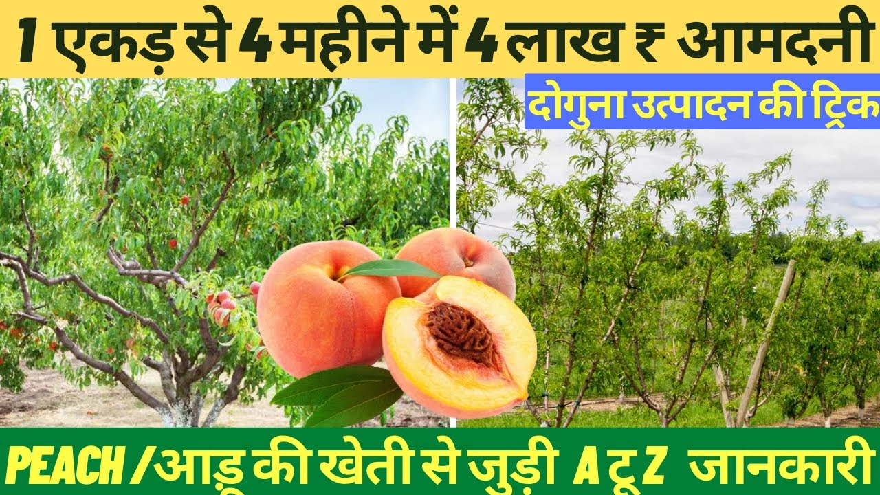 आड़ू 🍑 की खेती से जुड़ी पूरी जानकारी (Peach Farming)॥ दूसरे साल उत्पादन शुरू और 4 लाख़ ₹ तक आमदनी