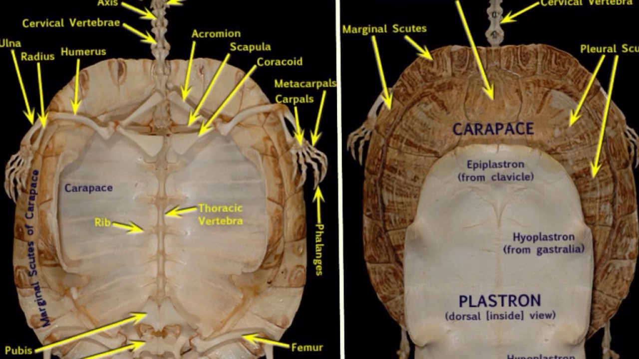 turtle anatomy