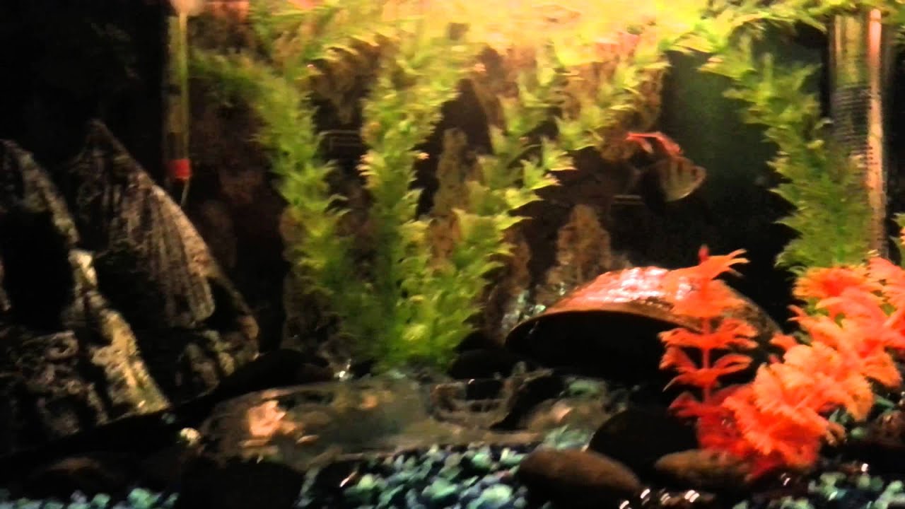 WELCOME TO SMOKENICE23's AQUARIUM  **FILMED SATURDAY**