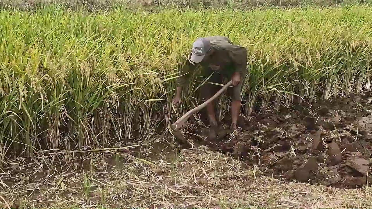 NO MACHINES NEEDED! MANUAL RICE FIELD TILLING WITH A TRADITIONAL HOE - Agriculture Farming