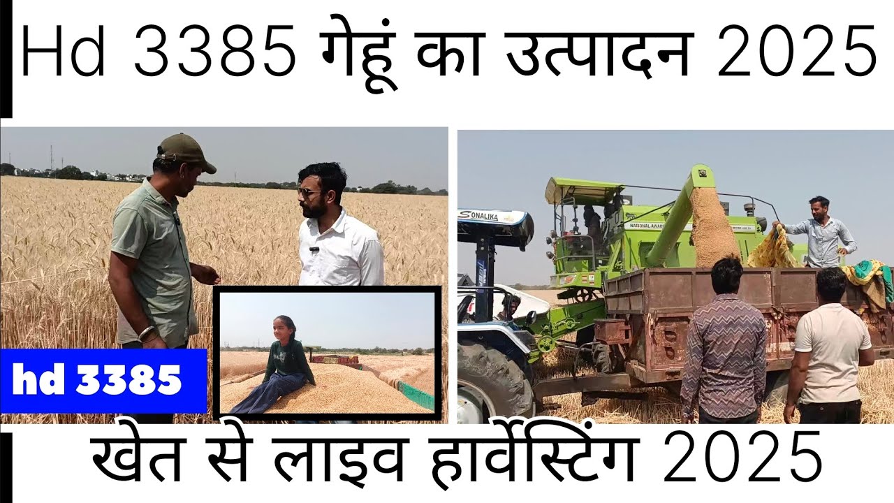 Hd 3385 गेहूं का उत्पादन। Hd 3385 गेहूं की लाइव हार्वेस्टिंग।hd 3385 गेहूं की नई किस्म, hd 3385