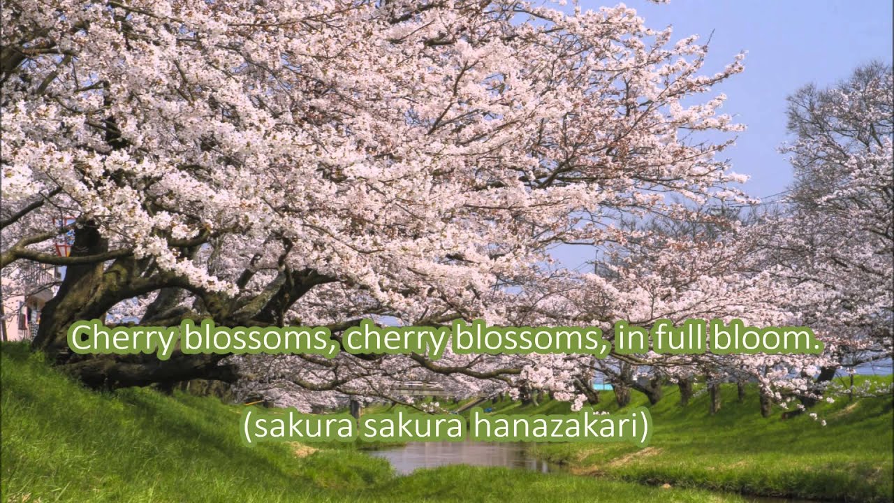 Japanese Folk Song #9: Cherry Blossoms （さくらさくら/Sakura Sakura）