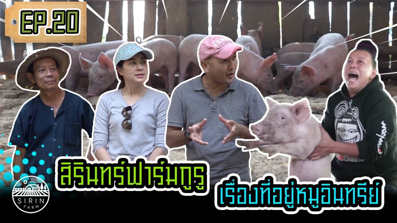 สิรินทร์ฟาร์มกูรูเรื่องที่อยู่หมูอินทรีย์ (How We Raise Organic Pigs) [ SIRINFARM ] EP.20