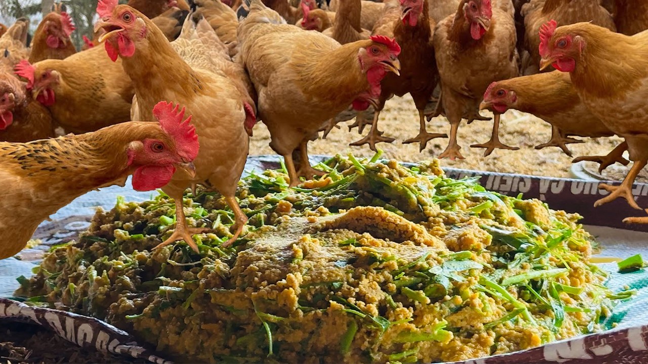 A Gourmet Salad for Chickens Chopping Pumpkin, Carrots & Spinach Healthy Feast (ASMR)