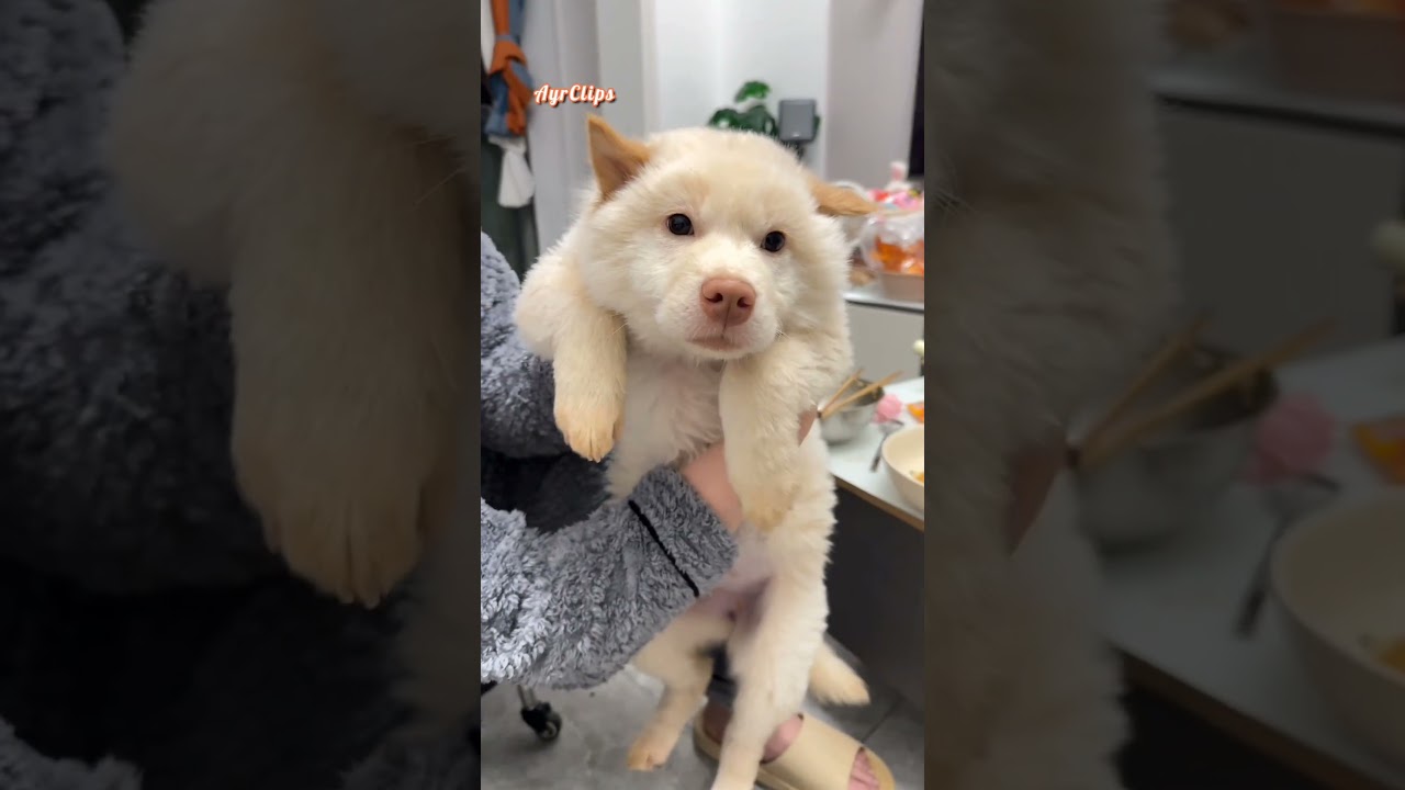 dogs are the best 🐶🥹🥰 #dog #cute #adorable #dogs #happy