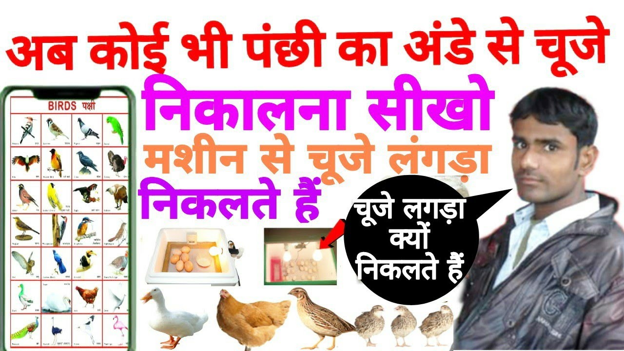 how to make an egg incubator || hatching chicken eggs, chicken hatching, small incubator, egg inc