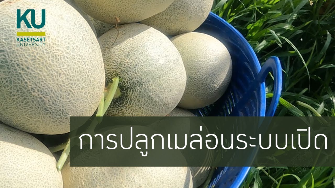 KU คุ่ชุมชน 2021 : EP.9 