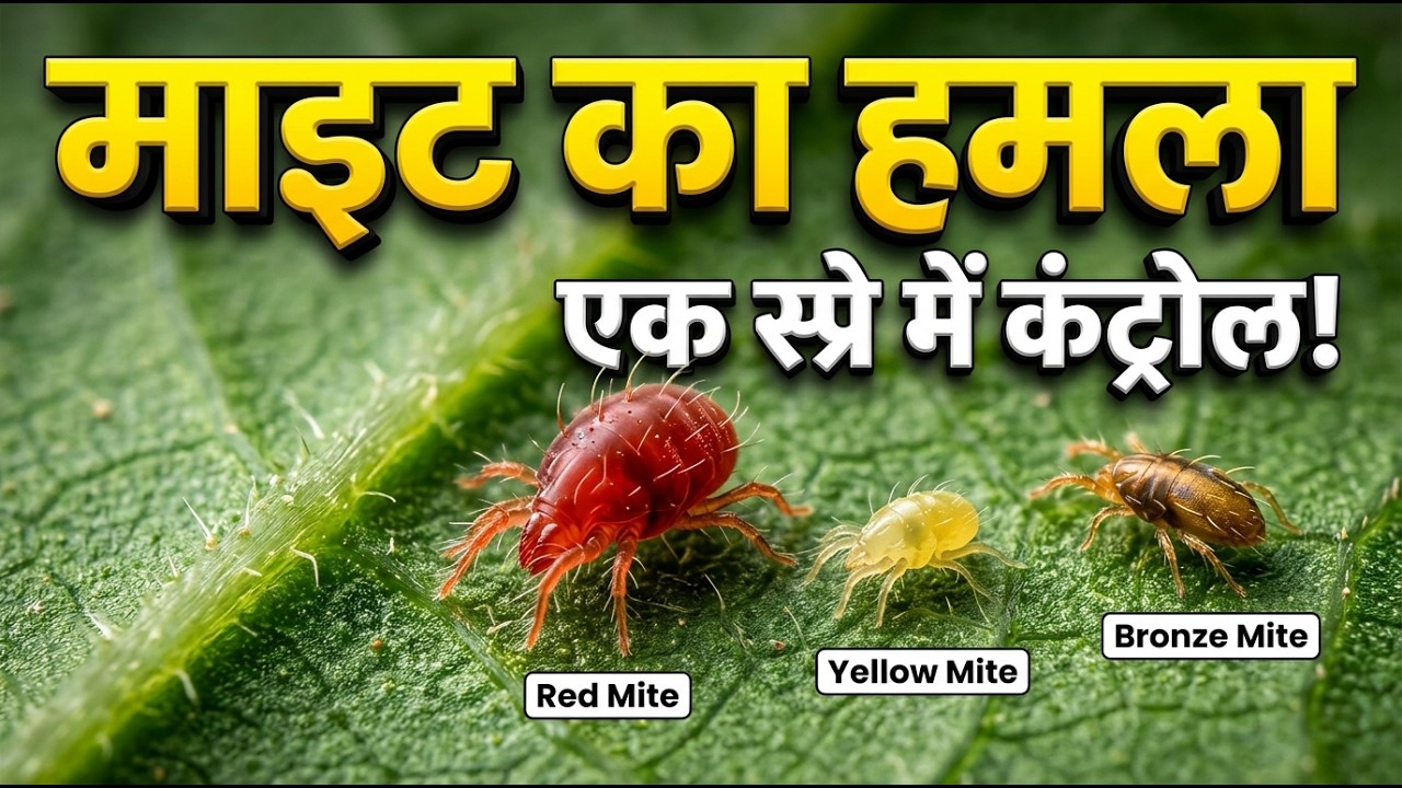 माइट का हमला! लाल-पीली मकड़ी से फसल बचाने का सबसे ताकतवर स्प्रे |