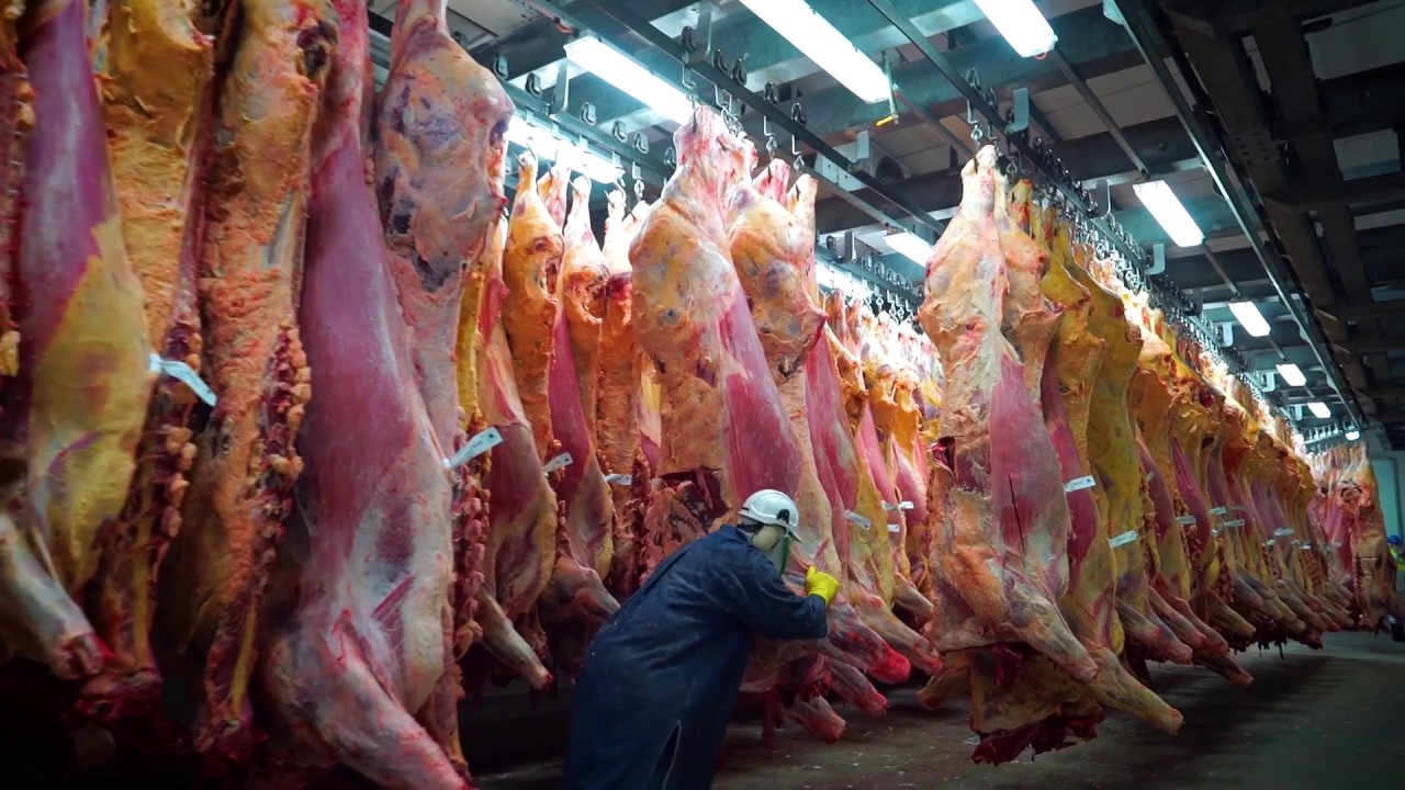 Robotic Beef Rib Cutting Technology - Meat Processing Automation