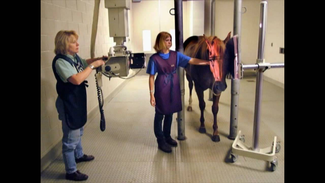 College Tour - Part 5/5 - Large Animal