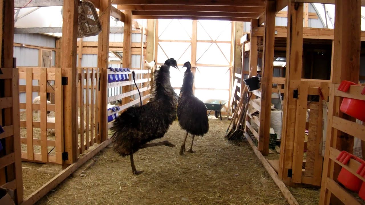 Emu happy dance for the sun.