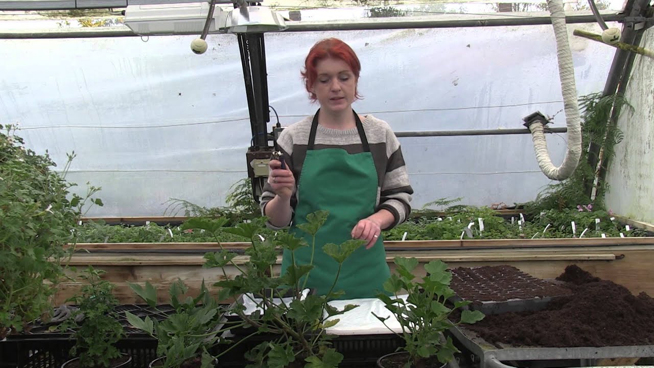 How to propagate and care for Pelargoniums