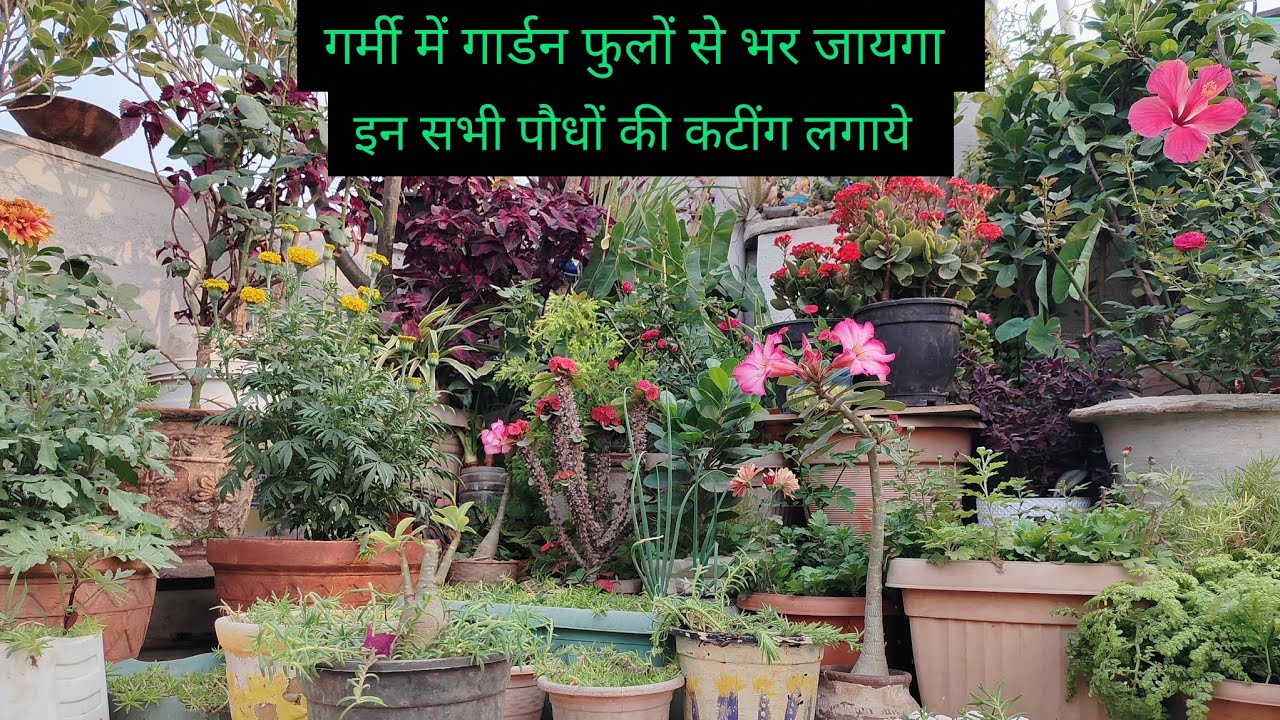 मार्च एप्रैल में गार्डन फुलों से भर जायगा जल्दी से कटींग लगाये #gardening #gardenideas 🌱🌱🌸🌸🌸🤗