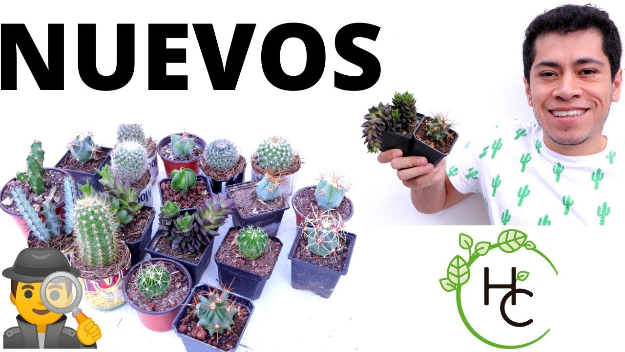 15 Cactus y Suculentas  NUEVAS || HUERTO CITADINO