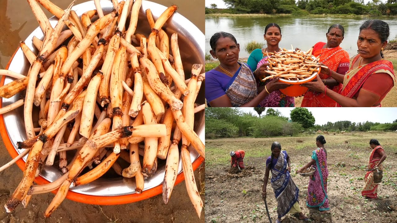 அபாரமான சத்துக்கள் மிக்க  தாமரை கிழங்கு / குடும்பத்தோடு தாமரை கிழங்கு வேட்டை / LOTUS STEM