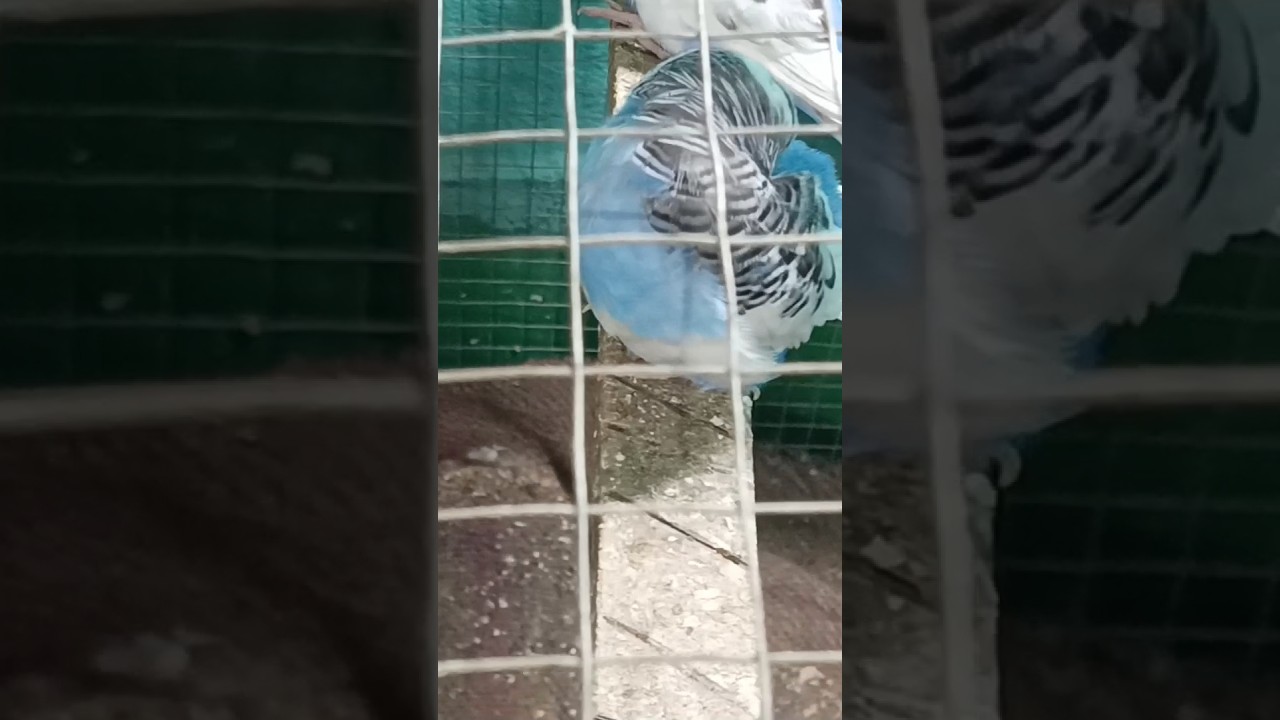 #Bird