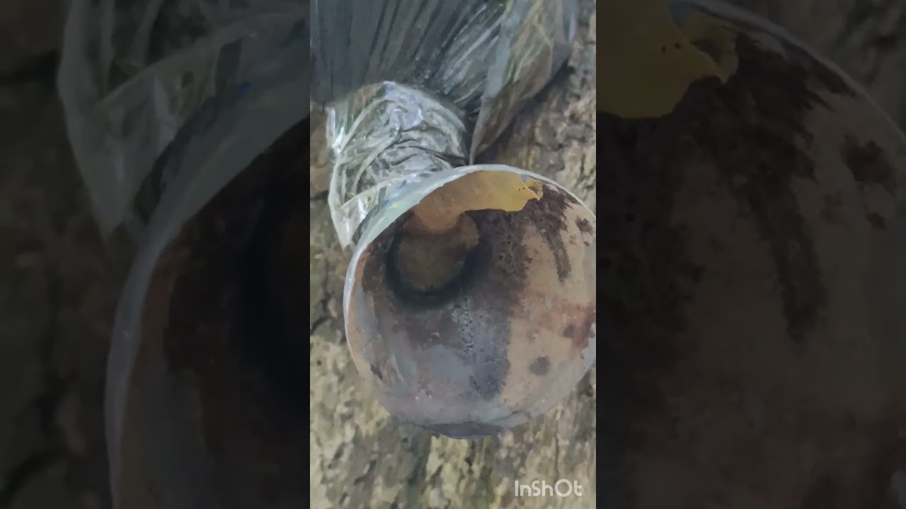 Muitas capturas de abelha sem ferrão