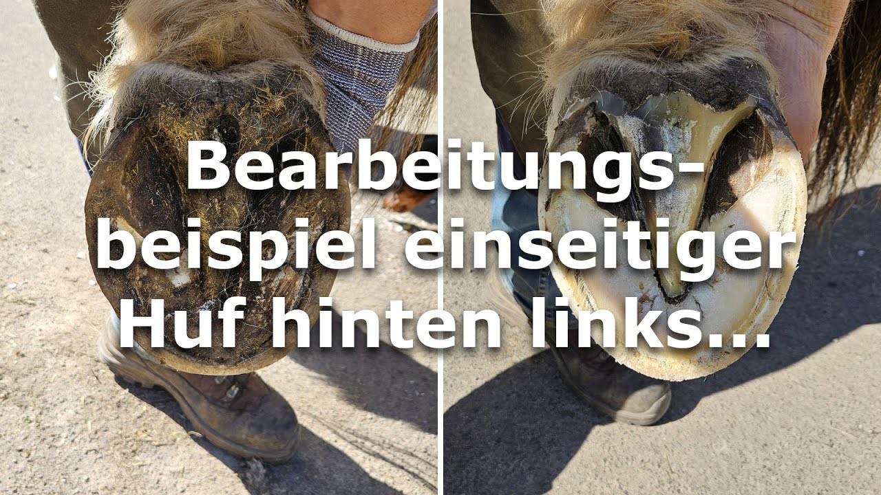 Bearbeitungsbeispiel einseitiger Huf hinten links