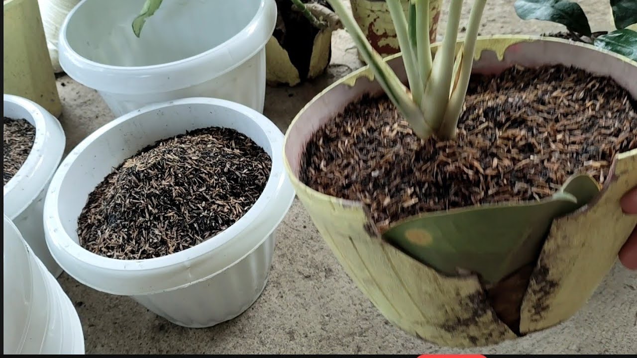 Because my Flowers Pots are Destroyed // I need to Replace a New 2/4/26 ILOILO PHILIPPINES 