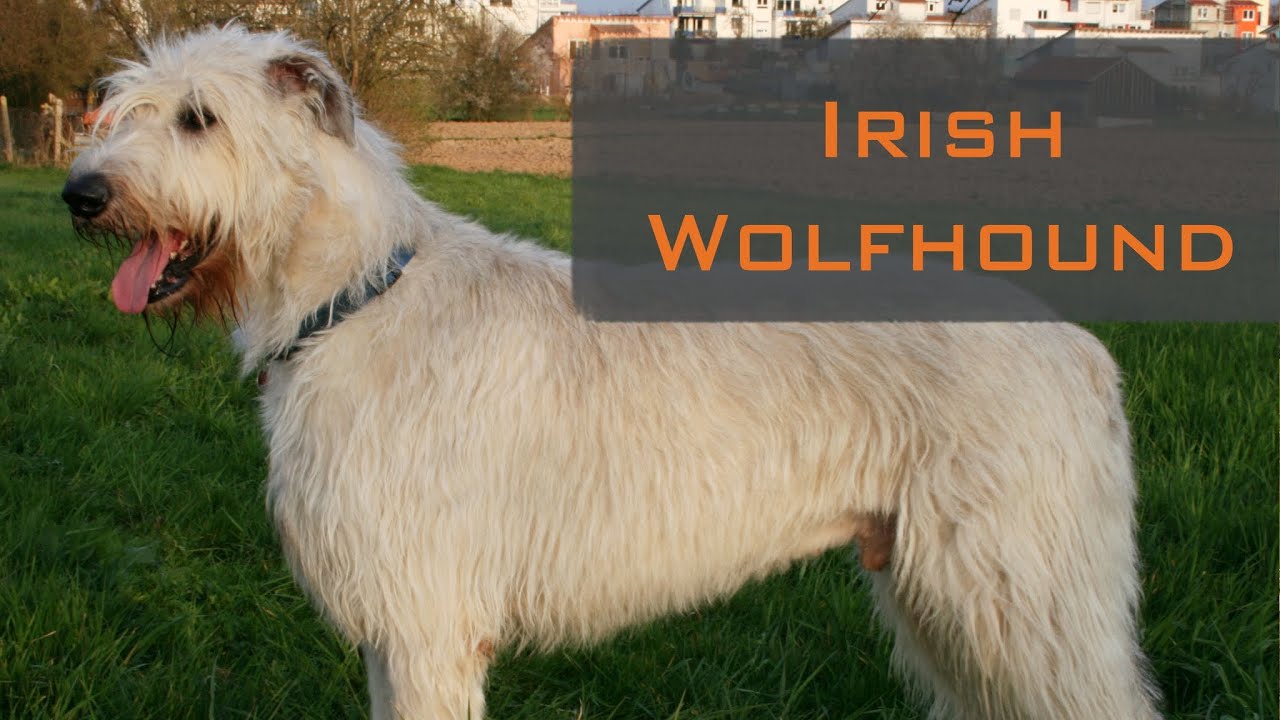 L'Irish Wolfhound et le Scottish deerhound